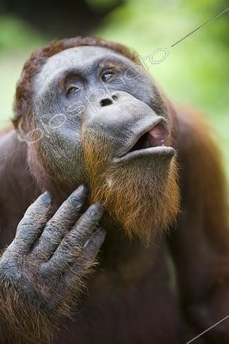 Biosphoto | 1001921 | Orang-outan mâle se grattant le menton à Bornéo ; Espèce menacée d'extinction en raison de la perte d'habitat due à la propagation des plantations de palmiers à huile | &copy; Theo Allofs / Biosphoto