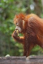 Biosphoto | 1523470 | Orang-Utan (Pongo pygmaeus) in Tanjung Puting National Park, Central-Kalimantan, Borneo, Indonesia | &copy; ROM / imageBROKER / Biosphoto