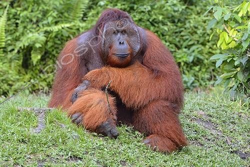 Biosphoto | 1934611 | Orang-utan sitting male - Kalimantan Indonesia | &copy; Claude Balcaen / Biosphoto