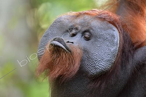 Biosphoto | 2000908 | Orang-utang - Kalimantan | &copy; Patrick Kientz / Biosphoto