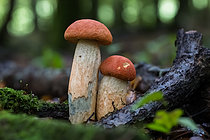 Biosphoto | 2609842 | Orange-cap boletes (Leccinum aurantiacum) symbiotic with oak, edible after cooking, blue when cut, Ansauville, Forêt de la Reine, Lorraine, France | &copy; Stéphane Vitzthum / Biosphoto