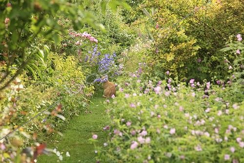 Biosphoto | 1001672 | Orange cat sitting in a turf driveway Le Jardin des Lianes ; Le jardin des lianes | &copy; Hervé Lenain / Biosphoto
