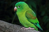 Biosphoto | 2395135 | Orange-chinned Parakeet (Brotogeris jugularis), Costa Rica | &copy; Jean-François Noblet / Biosphoto