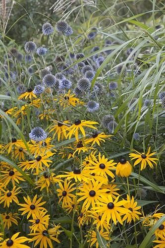 Biosphoto | 2027626 | Orange coneflowers and globe thistles in bloom in a garden | &copy; Dominique Dumas / Biosphoto