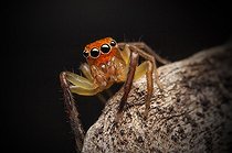 Biosphoto | 2047931 | Orange faced jumper spider - Australia | &copy; Adam Fletcher / Biosphoto