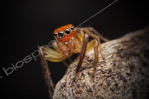 Biosphoto | 2047931 | Orange faced jumper spider - Australia | &copy; Adam Fletcher / Biosphoto