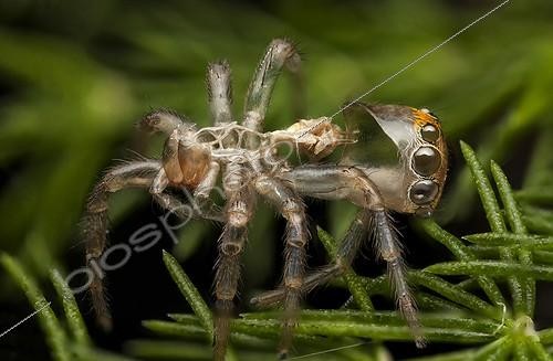 Biosphoto | 2047932 | Orange faced jumper spider moult case - Australia | &copy; Adam Fletcher / Biosphoto
