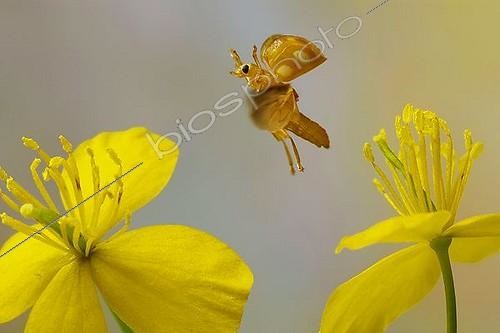 Biosphoto | 1181964 | Orange Ladybird or Orange Ladybug (Halyzia sedecimguttata), in flight | &copy; André Skonieczny / imageBROKER / Biosphoto