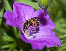 Biosphoto | 2484921 | Orange-legged Furrow Bee (Halictus rubicundus) | &copy; Michel Rauch / Biosphoto