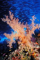 Biosphoto | 981087 | Orange Soft Coral, Ras Mohammed, Sinai, Red Sea, Egypt | &copy; Borut Furlan / WaterFrame / Biosphoto