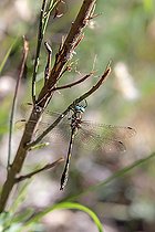 Biosphoto | 2588002 | Orange-spotted Emerald (Oxygastra curtisii) on the banks of the coastal river le Gapeau north of Hyères, Var, France | &copy; André Simon / Biosphoto
