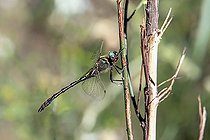 Biosphoto | 2588003 | Orange-spotted Emerald (Oxygastra curtisii) on the banks of the coastal river le Gapeau north of Hyères, Var, France | &copy; André Simon / Biosphoto