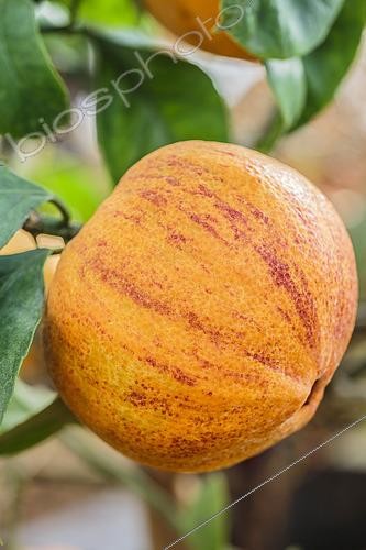 Biosphoto | 2436528 | Oranger amer panaché 'Citrus aurantium Virgatum', 'Bigaradier suisse', 'Oranger du Vatican' ou ' Citron en pantalon de lansquenets' | &copy; Jean-Michel Groult / Biosphoto
