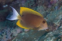 Biosphoto | 2561112 | Orangetip Bristletooth (Ctenochaetus tominiensis), Elmoost dive site, Weda, Halmahera, North Maluku, Indonesia, Halmahera Sea | &copy; Colin Marshall / Biosphoto