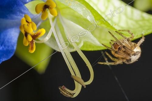 Biosphoto | 1808438 | Orb-weaving spider in autumn France | &copy; Olivier Miniato / Biosphoto