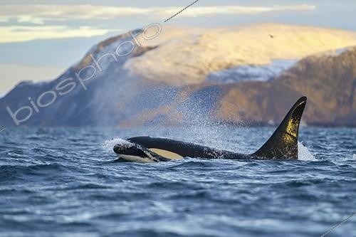 Biosphoto | 2063581 | Orca (Orcinus orca) in front of snow-covered mountains, the North Atlantic, in Tromvik, Norway, Europe | &copy; Michael Weberberger / imageBROKER / Biosphoto