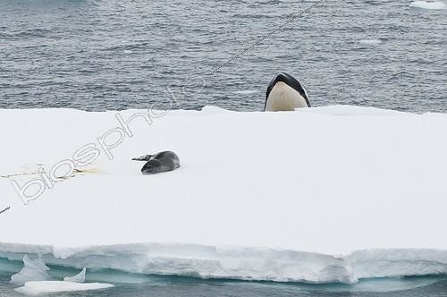 Biosphoto | 2046771 | Orca watching a Leopard Seal - Antarctic Peninsula  | &copy; Gérard Bodineau / Biosphoto