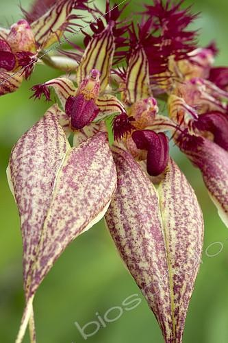 Biosphoto | 2126834 | Orchid (Bulbophyllum rothschildianum) | &copy; Frédéric Tournay / Biosphoto