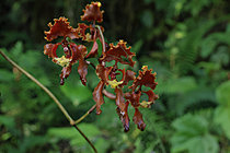 Biosphoto | 2621621 | Orchid (Cyrtochilum serratum) in a wet forest. Choco Andino. Ecuador South of America | &copy; Brigitte Marcon / Biosphoto