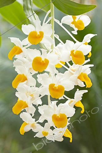 Biosphoto | 2126754 | Orchid (Dendrobium thyrsiflorum) flowers | &copy; Frédéric Tournay / Biosphoto