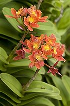 Biosphoto | 1250946 | Orchid flowering on the island of Reunion | &copy; Agnès Duret / Biosphoto