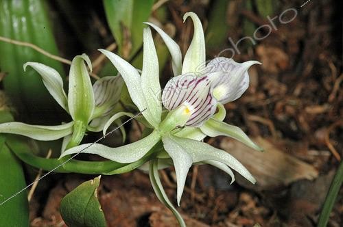 Biosphoto | 2444697 | Orchid (Prosthechea aemula) flowers, French Guyana | &copy; David Massemin / Biosphoto