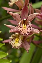 Biosphoto | 1250948 | Orchidée en fleur sur l'île de la Réunion | &copy; Agnès Duret / Biosphoto