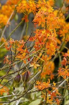Biosphoto | 1250950 | Orchidée en fleur sur l'île de la Réunion | &copy; Agnès Duret / Biosphoto