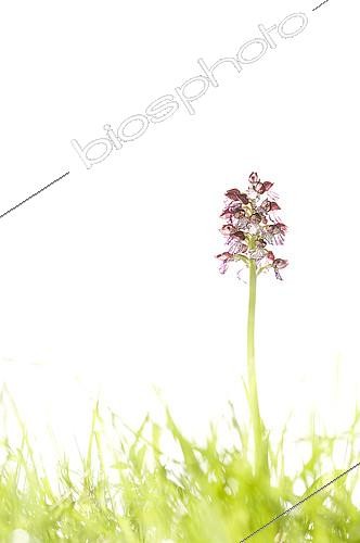 Biosphoto | 2148338 | Orchis pourpre (Orchis purpurea), Espagne | &copy; Jorge Ruiz del Olmo / Biosphoto