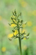 Biosphoto | 2610035 | Orchis verdâtre (Platanthera chlorantha) fleurs, Pyrénées-Orientales, France | &copy; Claude Balcaen / Biosphoto