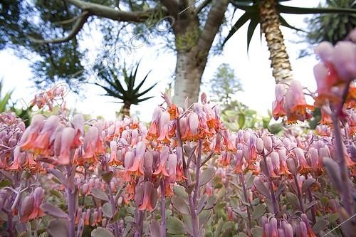 Biosphoto | 2101063 | Oreilles de cochon (Cotyledon orbiculata) en fleurs dans le Jardin botanique de Madère, à Funchal | &copy; Franz Waldhäusl / imageBROKER / Biosphoto
