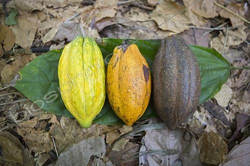 Biosphoto | 2081976 | Organic Cocoa pods, Santana, Sao Tome and Principe Island | &copy; Antoine Boureau / Biosphoto