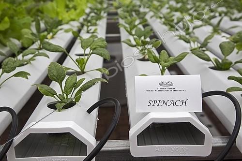 Biosphoto | 2130011 | Organic produce is grown hydroponically in a greenhouse at Henry Ford West Bloomfield Hospital, West Bloomfield, Michigan, USA, North America | &copy; Jim West / imageBROKER / Biosphoto