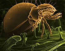 Biosphoto | 511589 | Oribate sp. Acarien | &copy; Pascal Goetgheluck / Biosphoto