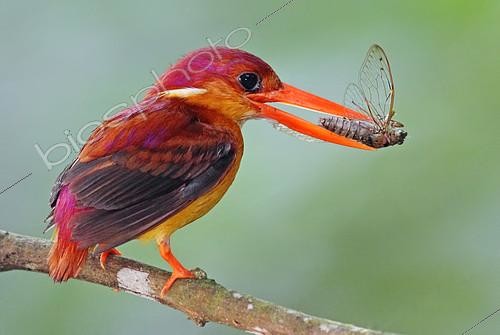 Biosphoto | 2172925 | Oriental Dwarf Kingfisher (Ceyx erithaca) with insect in its beak, Johor, Malaysia | &copy; Graeme Guy / BIA / Biosphoto
