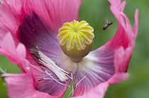 Biosphoto | 1126067 | Oriental poppy's faded flower in a garden | &copy; Frédéric Didillon / Biosphoto