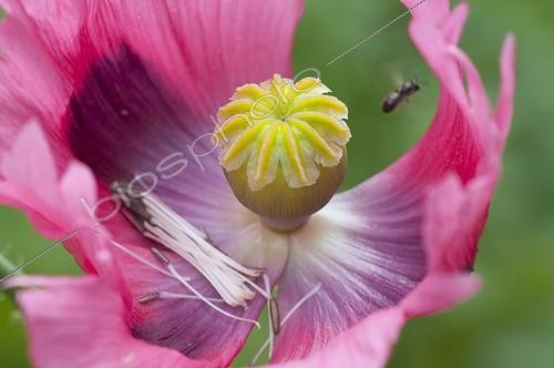 Biosphoto | 1126067 | Oriental poppy's faded flower in a garden | &copy; Frédéric Didillon / Biosphoto