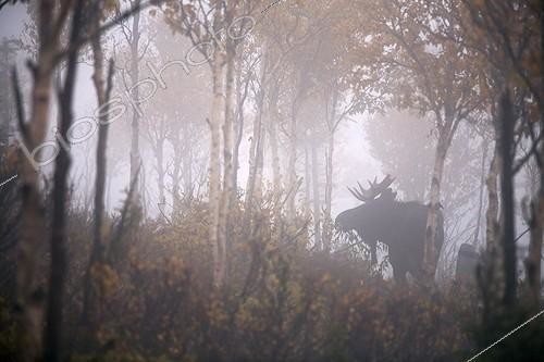 Biosphoto | 964603 | Orignal mâle en sous-bois durant le rut Gaspésie Québec | &copy; Philippe Henry / Biosphoto