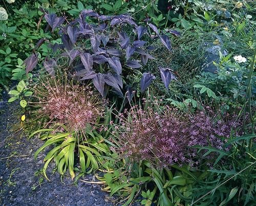 Biosphoto | 783440 | Ornamental garlics and Persicaria 'Red Dragon' in bloom | &copy; Alexandre Petzold / Biosphoto