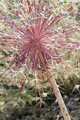 Biosphoto | 2034157 | Ornamental onion in fruit in a mediterranean garden | &copy; Marc Chatelain / Biosphoto