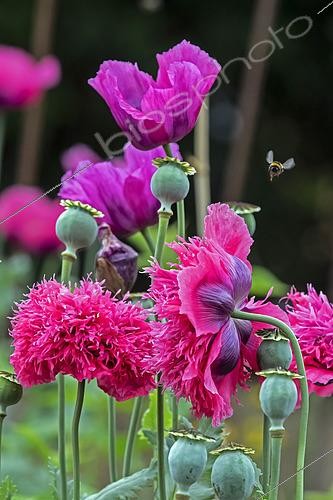 Biosphoto | 2450296 | Ornamental poppy (Papaver sp) Set of Parma coloured flowers in spring, Country garden, near Toul, Lorraine, France | &copy; André Simon / Biosphoto