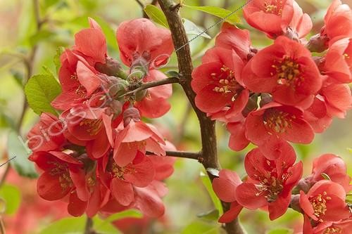 Biosphoto | 1136629 | Ornamental quince 'Boule de feu' in bloom in a park | &copy; Hervé Lenain / Biosphoto