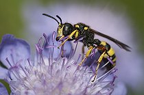 Biosphoto | 2166679 | Ornate Tailed Digger Wasp (Cerceris rybyensis) female on flower, Regional Natural Park of Northern Vosges, France | &copy; Michel Rauch / Biosphoto
