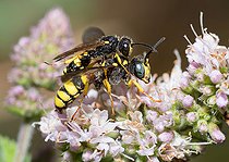 Biosphoto | 2445656 | Ornate Tailed Digger Wasp (Cerceris rybyensis) prelude to mating on Mint (Mentha sp), Vosges du Nord Regional Natural Park, France | &copy; Michel Rauch / Biosphoto