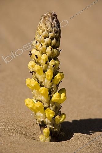 Biosphoto | 101968 | Orobanche en fleur Parc national de Souss Massa Maroc | &copy; Michel Gunther / Biosphoto