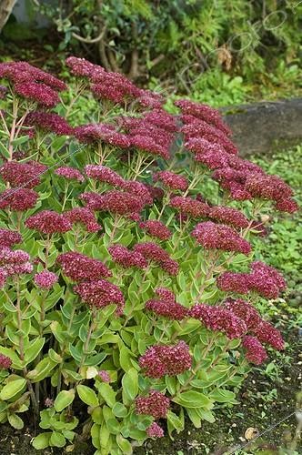 Biosphoto | 164383 | Orpin 'Brillant' en fleur dans un jardin | &copy; Frédéric Didillon / Biosphoto