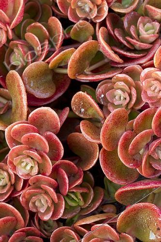 Biosphoto | 2090415 | Orpin (Sedum makinoi) | &copy; Frédéric Tournay / Biosphoto