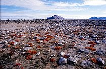 Biosphoto | 72555 | Orpins roses au milieu des rochers | &copy; Pierre Vernay / Polar Lys / Biosphoto