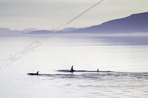Biosphoto | 2432740 | Orques (Orcinus orca), à l'aube, Inside passage, Alaska, USA | &copy; Russell Millner / imageBROKER / Biosphoto