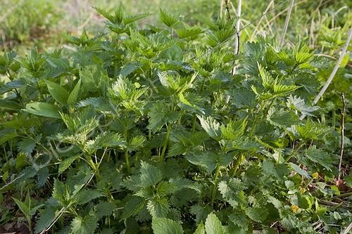 Biosphoto | 1470735 | Ortie dioique dans un jardin | &copy; NouN / Biosphoto